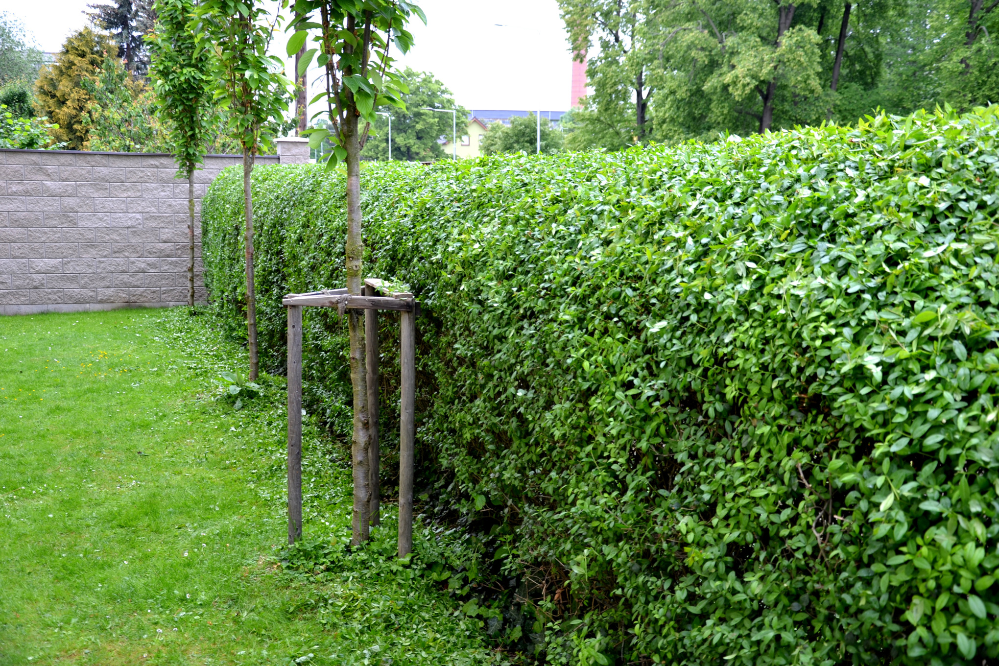 Seto de aligustre en un jardín con césped y árboles pequeños