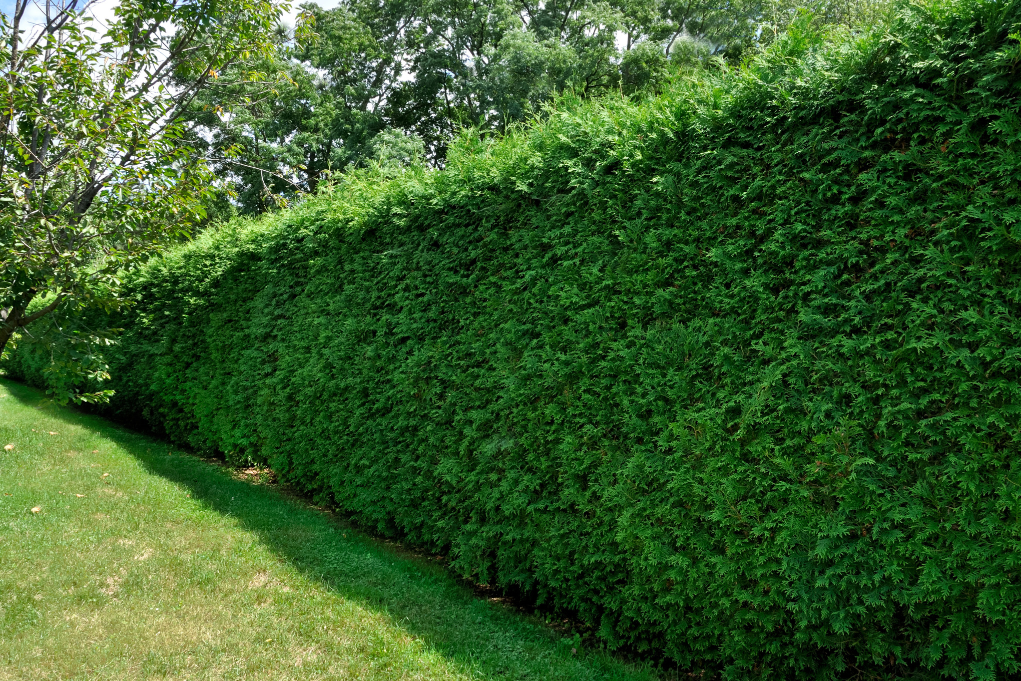 Un seto de tejo en el césped