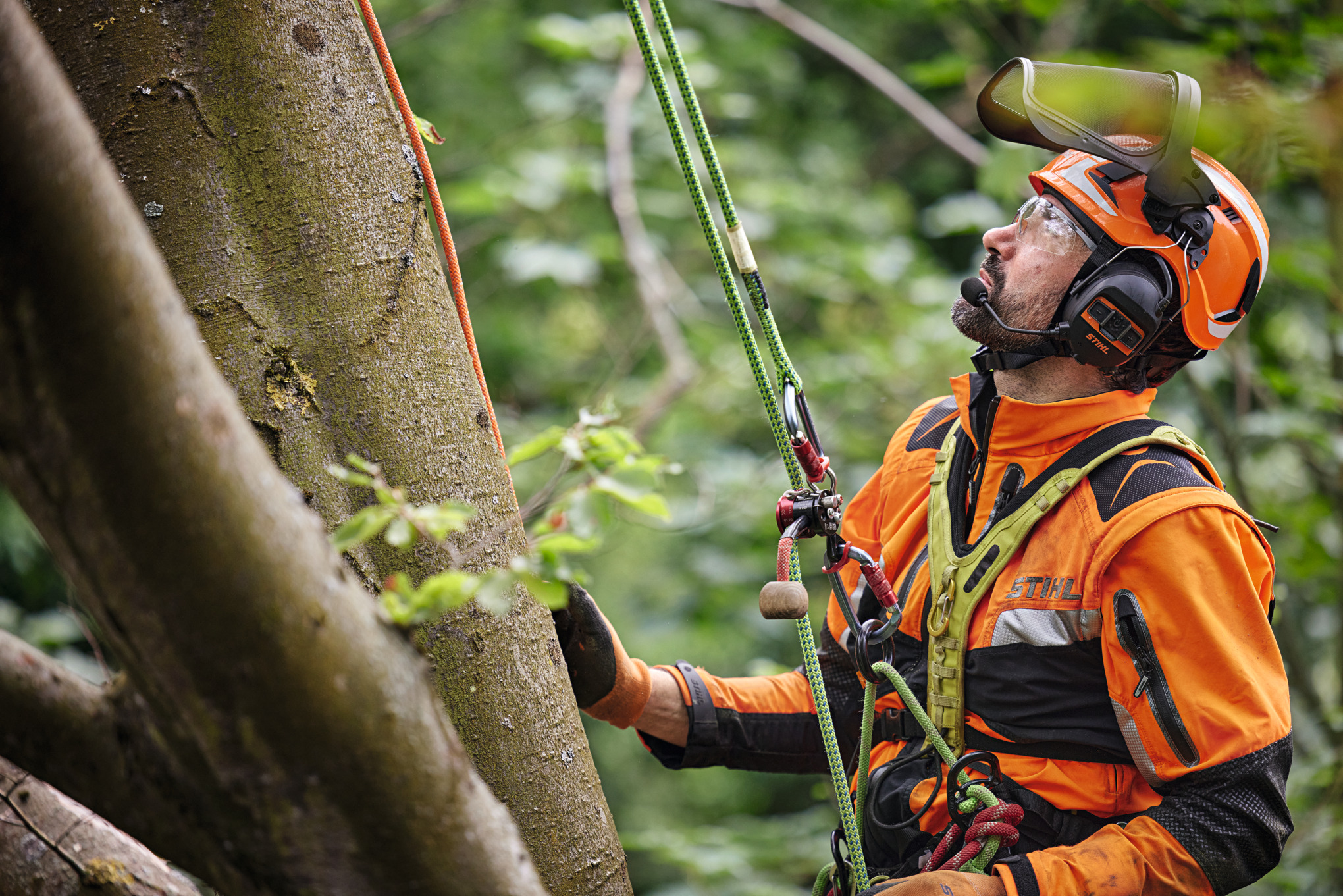 Un profesional de los árboles cuelga atado con un arnés en un árbol caducifolio