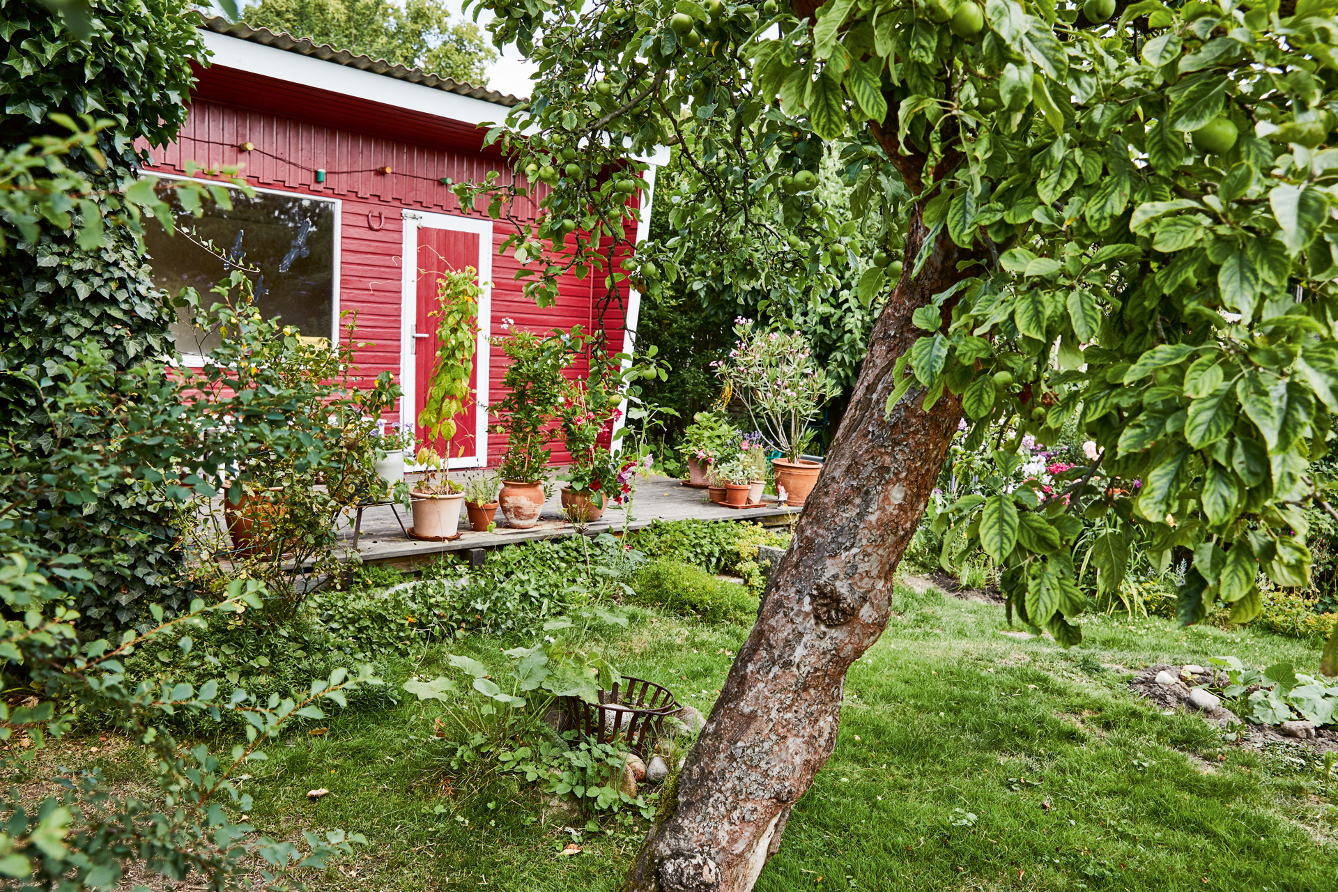 Árbol frutal en un jardín delante de una caseta de jardín roja