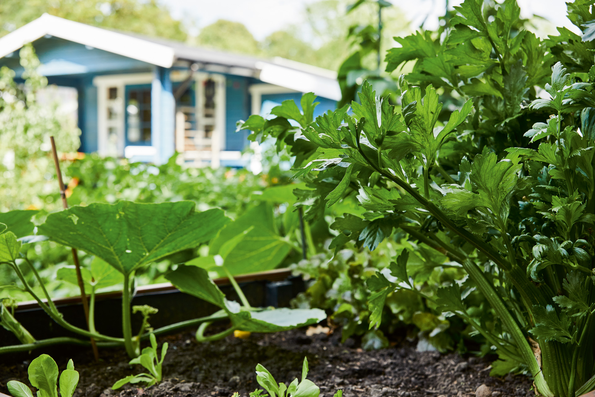 Primer plano de un huerto en un jardín frente a una casa azul