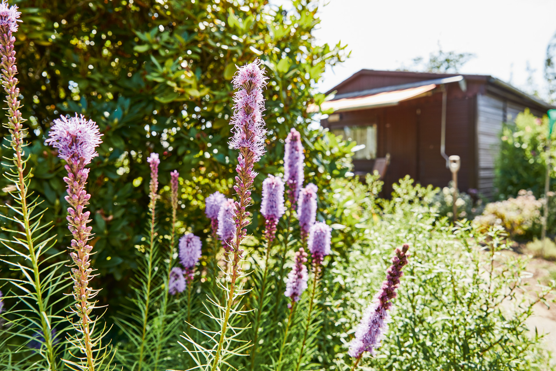Flores perennes de color lila en un jardín, en segundo plano una casa de verano con toldo