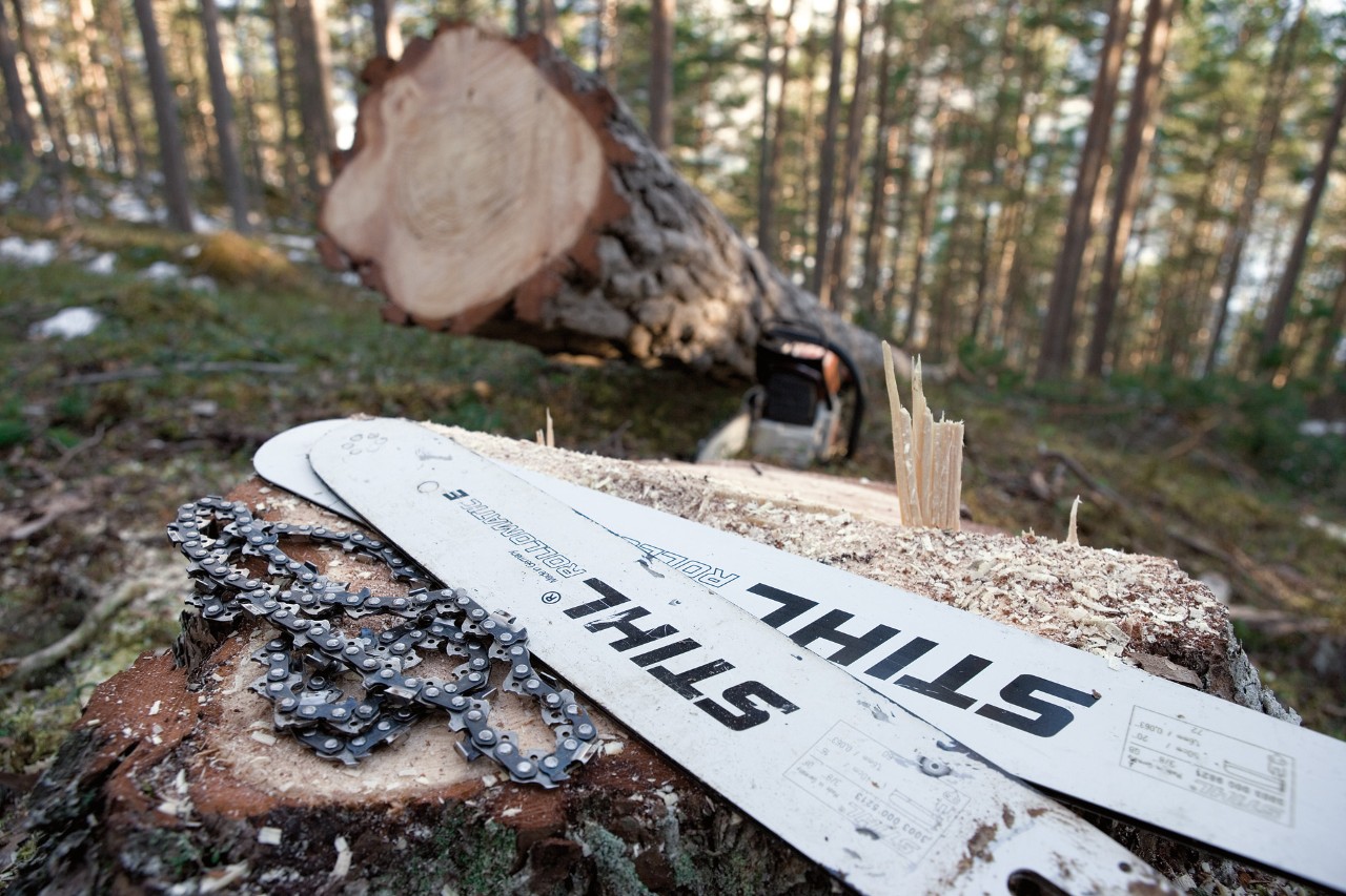Dos espadas STIHL Rollomatic E y una cadena de sierra STIHL sobre un tocón junto a un árbol talado en el bosque   